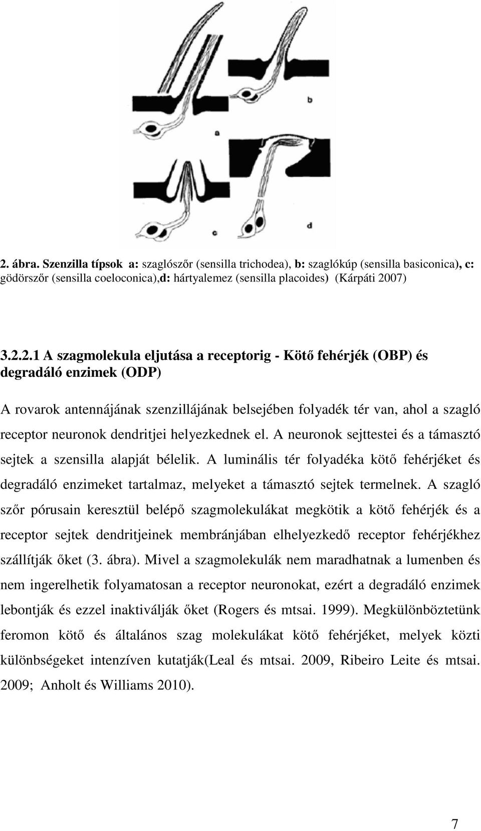 helyezkednek el. A neuronok sejttestei és a támasztó sejtek a szensilla alapját bélelik.