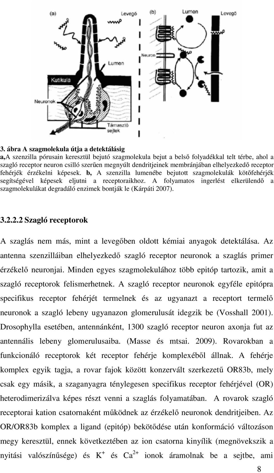 A folyamatos ingerlést elkerülendő a szagmolekulákat degradáló enzimek bontják le (Kárpáti 2007). 3.2.2.2 Szagló receptorok A szaglás nem más, mint a levegőben oldott kémiai anyagok detektálása.