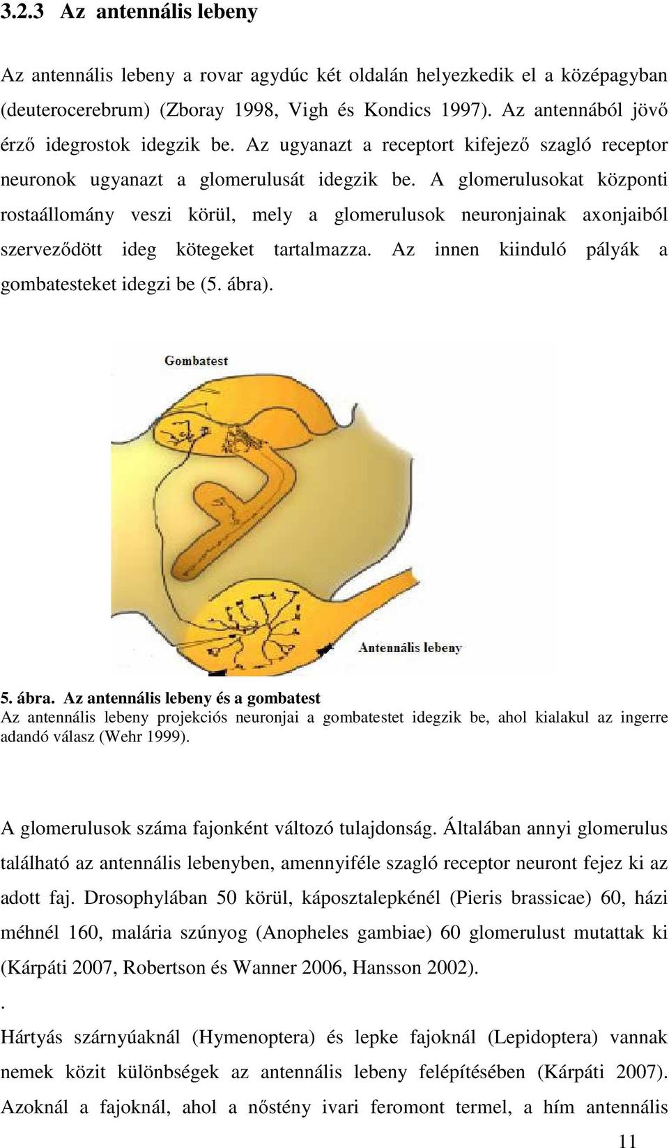 A glomerulusokat központi rostaállomány veszi körül, mely a glomerulusok neuronjainak axonjaiból szerveződött ideg kötegeket tartalmazza. Az innen kiinduló pályák a gombatesteket idegzi be (5. ábra).