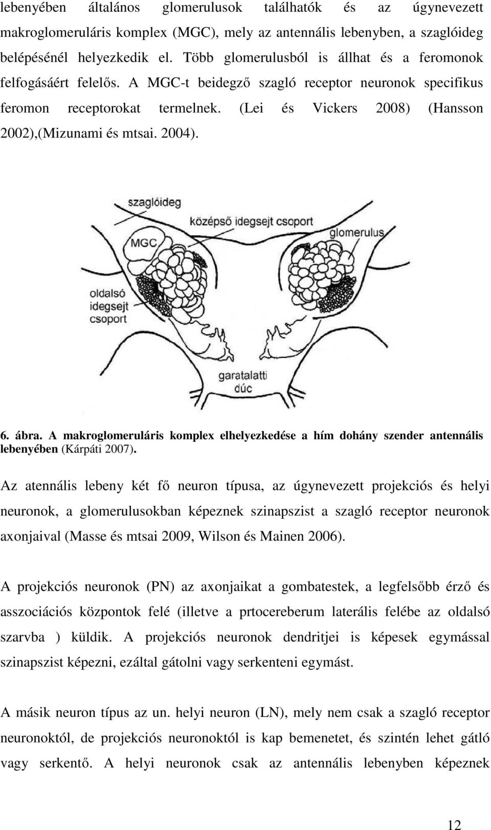 (Lei és Vickers 2008) (Hansson 2002),(Mizunami és mtsai. 2004). 6. ábra. A makroglomeruláris komplex elhelyezkedése a hím dohány szender antennális lebenyében (Kárpáti 2007).