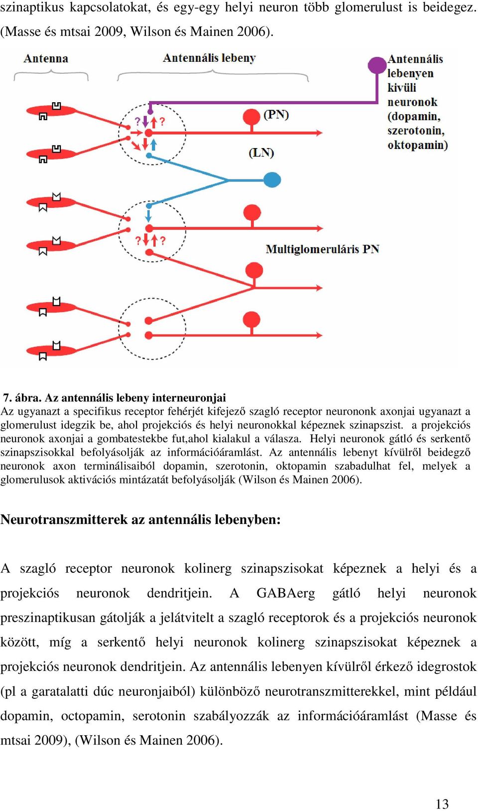 képeznek szinapszist. a projekciós neuronok axonjai a gombatestekbe fut,ahol kialakul a válasza. Helyi neuronok gátló és serkentő szinapszisokkal befolyásolják az információáramlást.