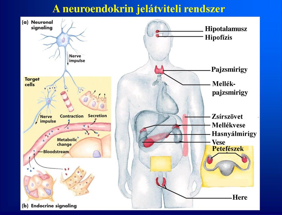 Mellékpajzsmirigy Zsírszövet