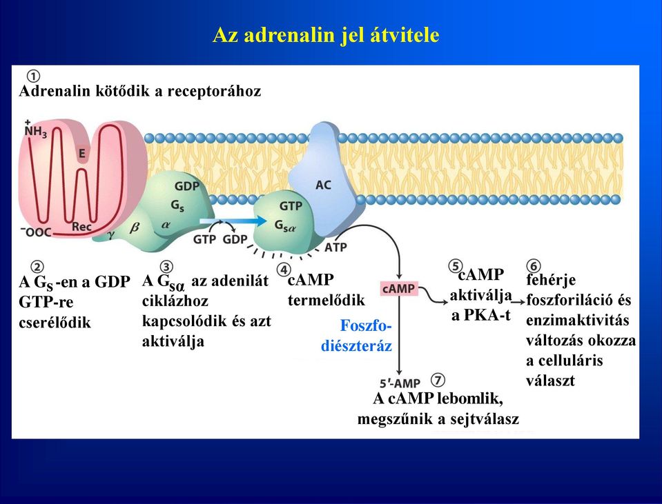 termelődik Foszfodiészteráz camp aktiválja a PKA-t A camp lebomlik, megszűnik a