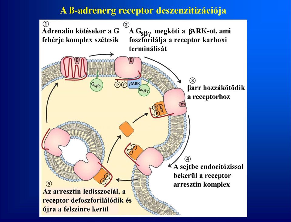 terminálisát βarr hozzákötődik a receptorhoz Az arresztin ledisszociál, a receptor