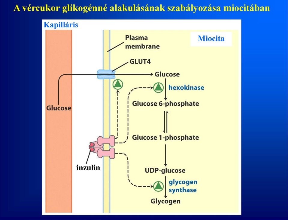 szabályozása