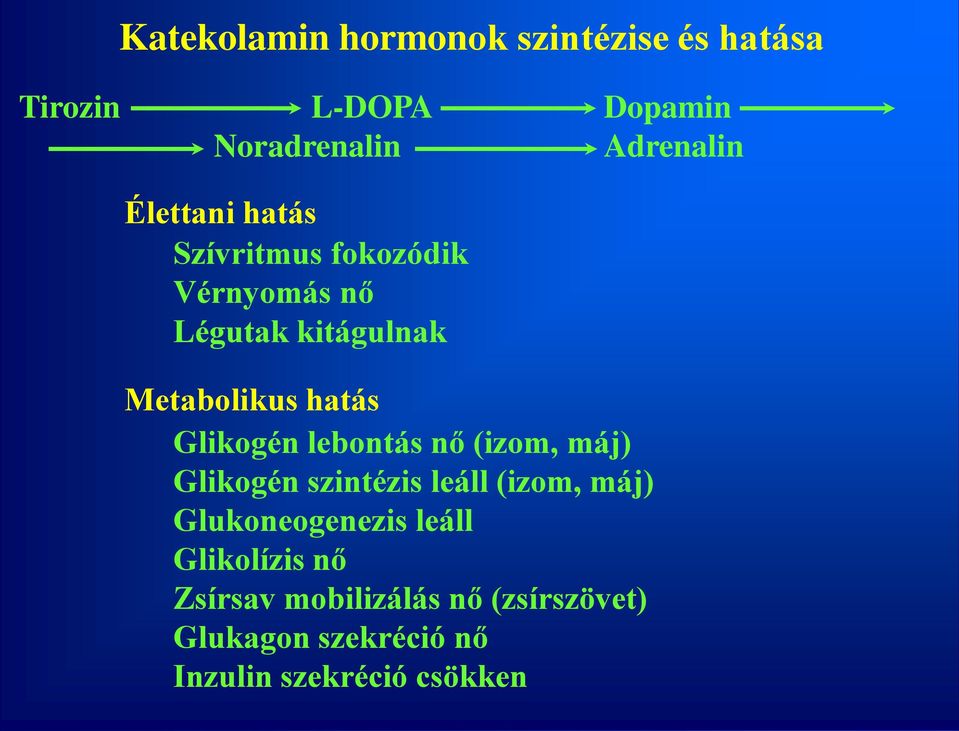 Glikogén lebontás nő (izom, máj) Glikogén szintézis leáll (izom, máj) Glukoneogenezis