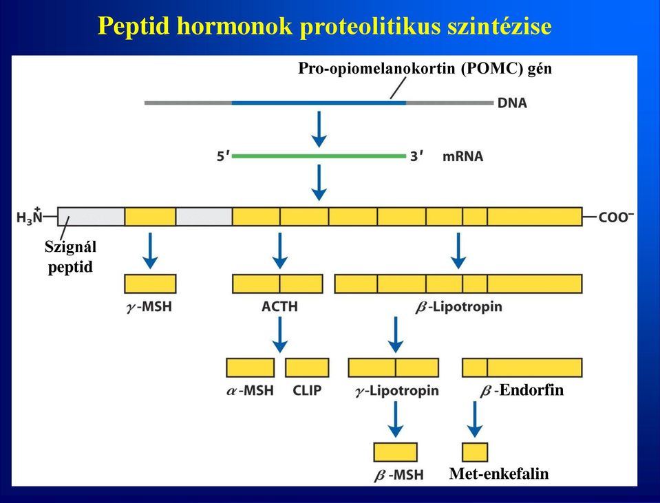 Pro-opiomelanokortin (POMC)