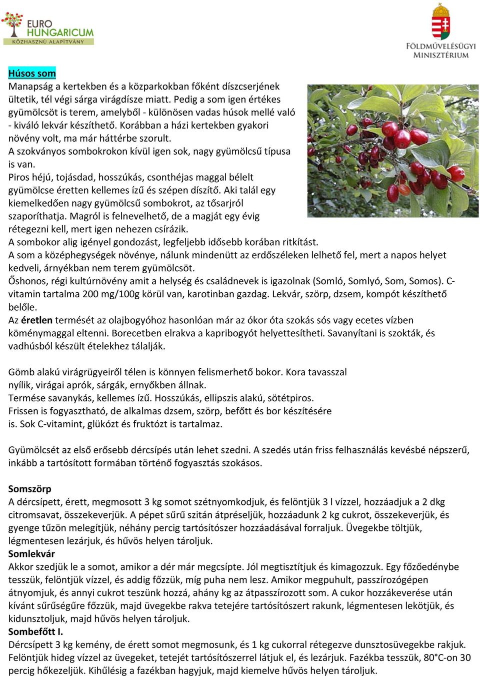 A szokványos sombokrokon kívül igen sok, nagy gyümölcsű típusa is van. Piros héjú, tojásdad, hosszúkás, csonthéjas maggal bélelt gyümölcse éretten kellemes ízű és szépen díszítő.