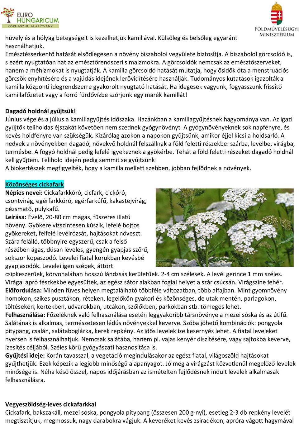 A kamilla görcsoldó hatását mutatja, hogy ősidők óta a menstruációs görcsök enyhítésére és a vajúdás idejének lerövidítésére használják.