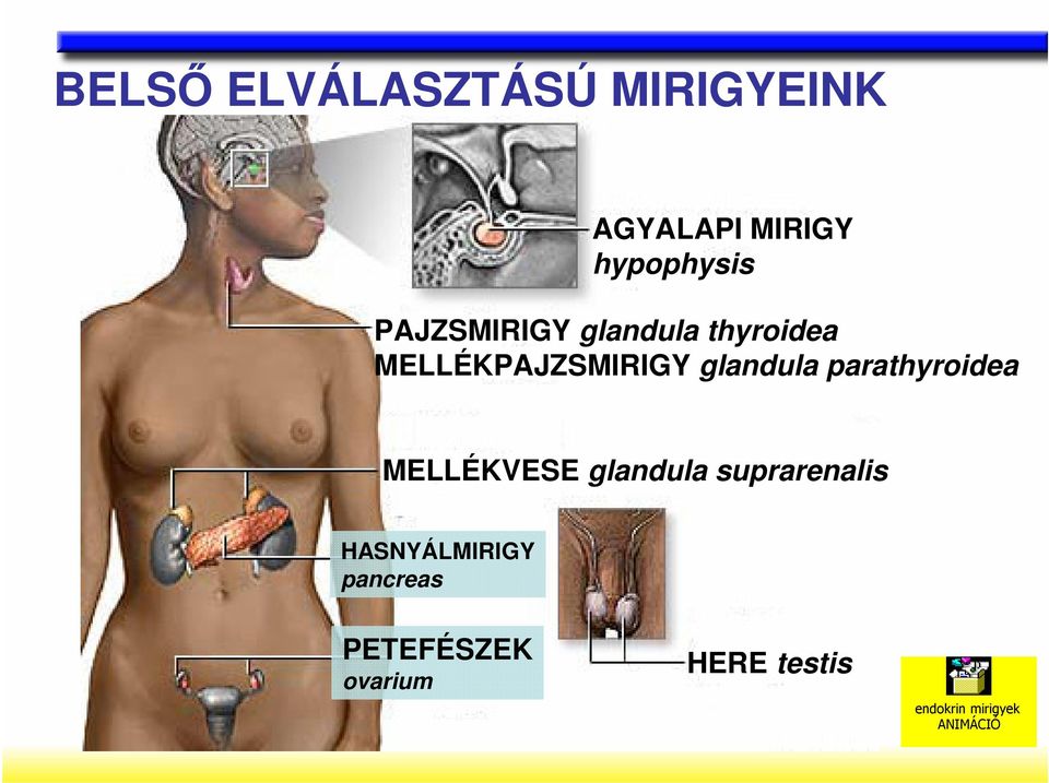 parathyroidea MELLÉKVESE glandula suprarenalis HASNYÁLMIRIGY