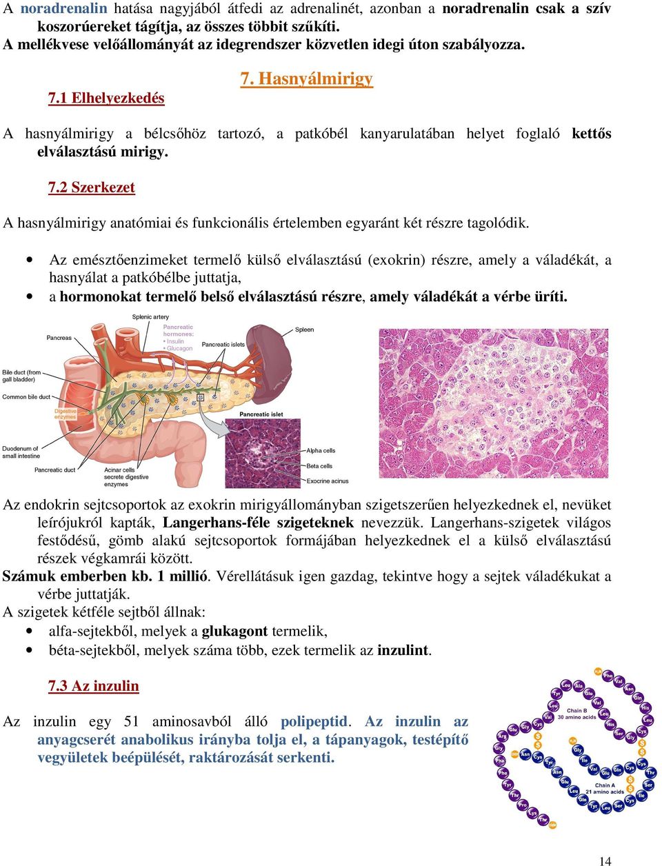 Hasnyálmirigy A hasnyálmirigy a bélcsőhöz tartozó, a patkóbél kanyarulatában helyet foglaló kettős elválasztású mirigy. 7.