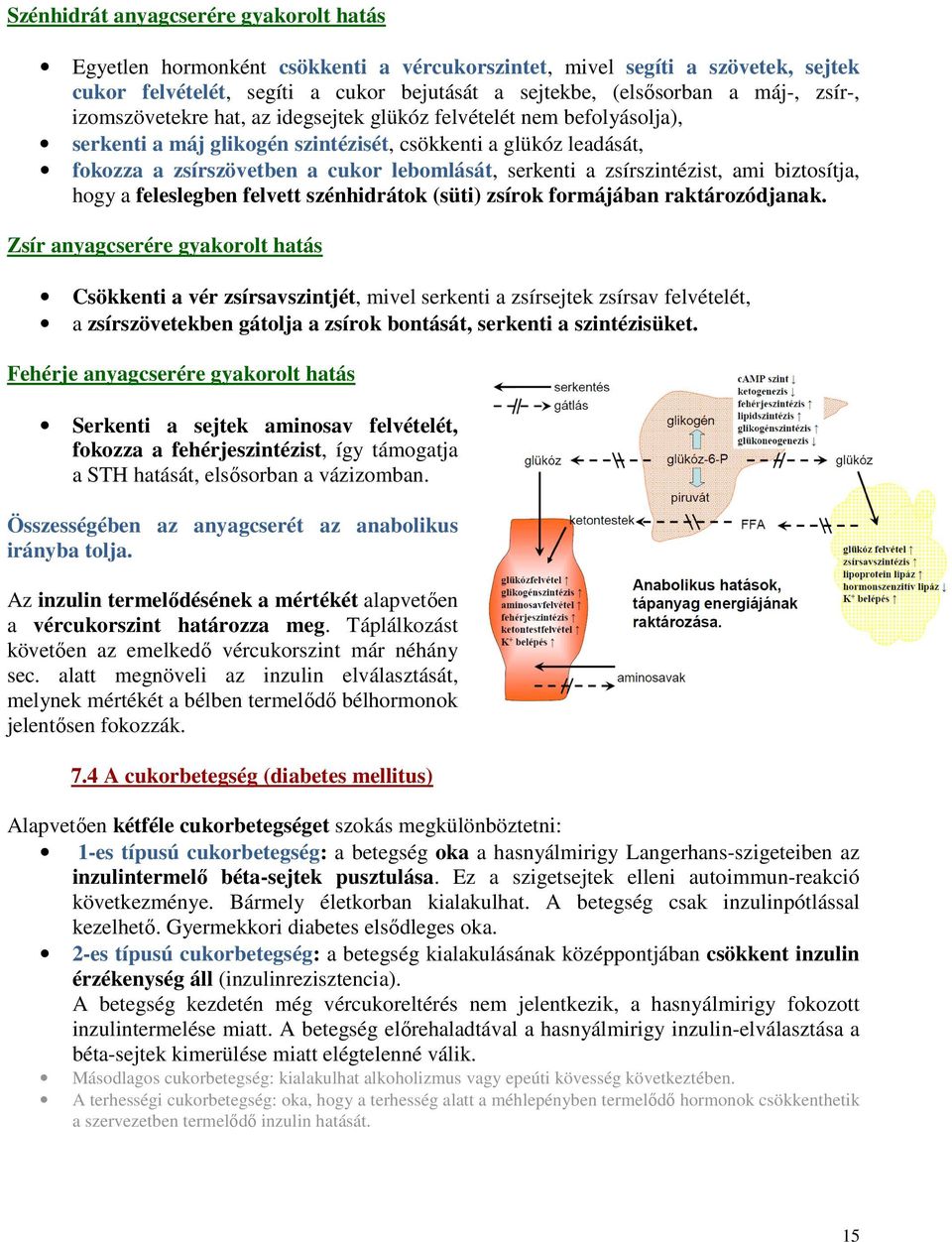 zsírszintézist, ami biztosítja, hogy a feleslegben felvett szénhidrátok (süti) zsírok formájában raktározódjanak.