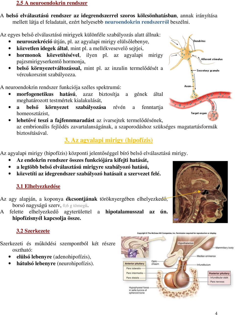 a mellékvesevelő sejtjei, hormonok közvetítésével, ilyen pl. az agyalapi mirigy pajzsmirigyserkentő hormonja, belső környezetváltozással, mint pl. az inzulin termelődését a vércukorszint szabályozza.