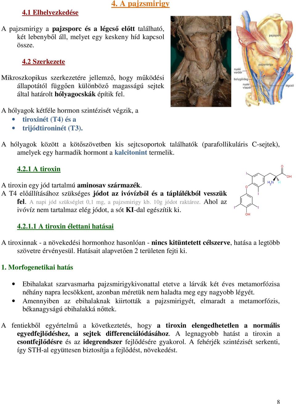 A hólyagok között a kötőszövetben kis sejtcsoportok találhatók (parafollikuláris C-sejtek), amelyek egy harmadik hormont a kalcitonint termelik. 4.2.