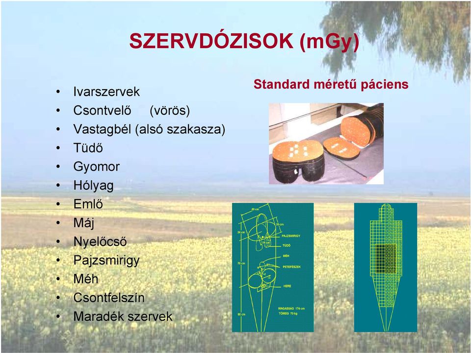 Hólyag Emlő Máj Nyelőcső Pajzsmirigy Méh