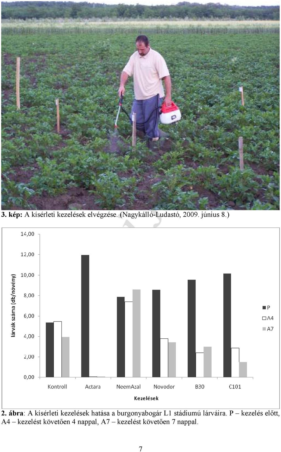 ábra: A kísérleti kezelések hatása a burgonyabogár L1