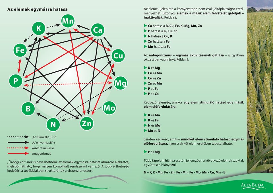 Példa rá: P Mg K és Mg Cu és Mn Cu és Zn Zn és Mn P és Fe P és Ca B N Zn Mo Kedvező jelenség, amikor egy elem stimuláló hatású egy másik elem előfordulására.