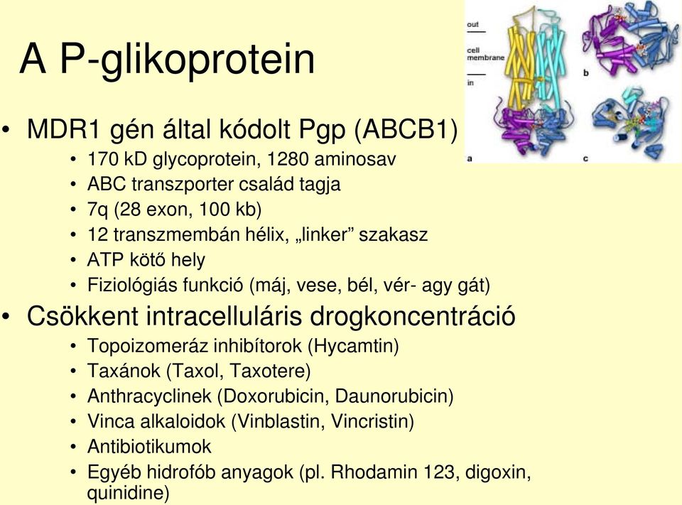 intracelluláris drogkoncentráció Topoizomeráz inhibítorok (Hycamtin) Taxánok (Taxol, Taxotere) Anthracyclinek (Doxorubicin,