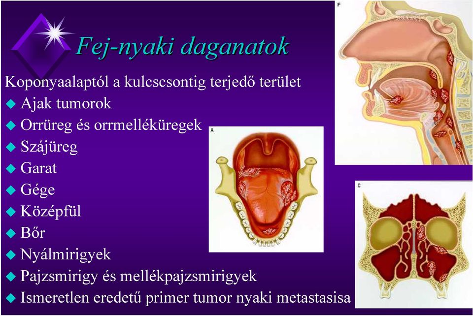 Garat Gége Középfül Bőr Nyálmirigyek Pajzsmirigy és