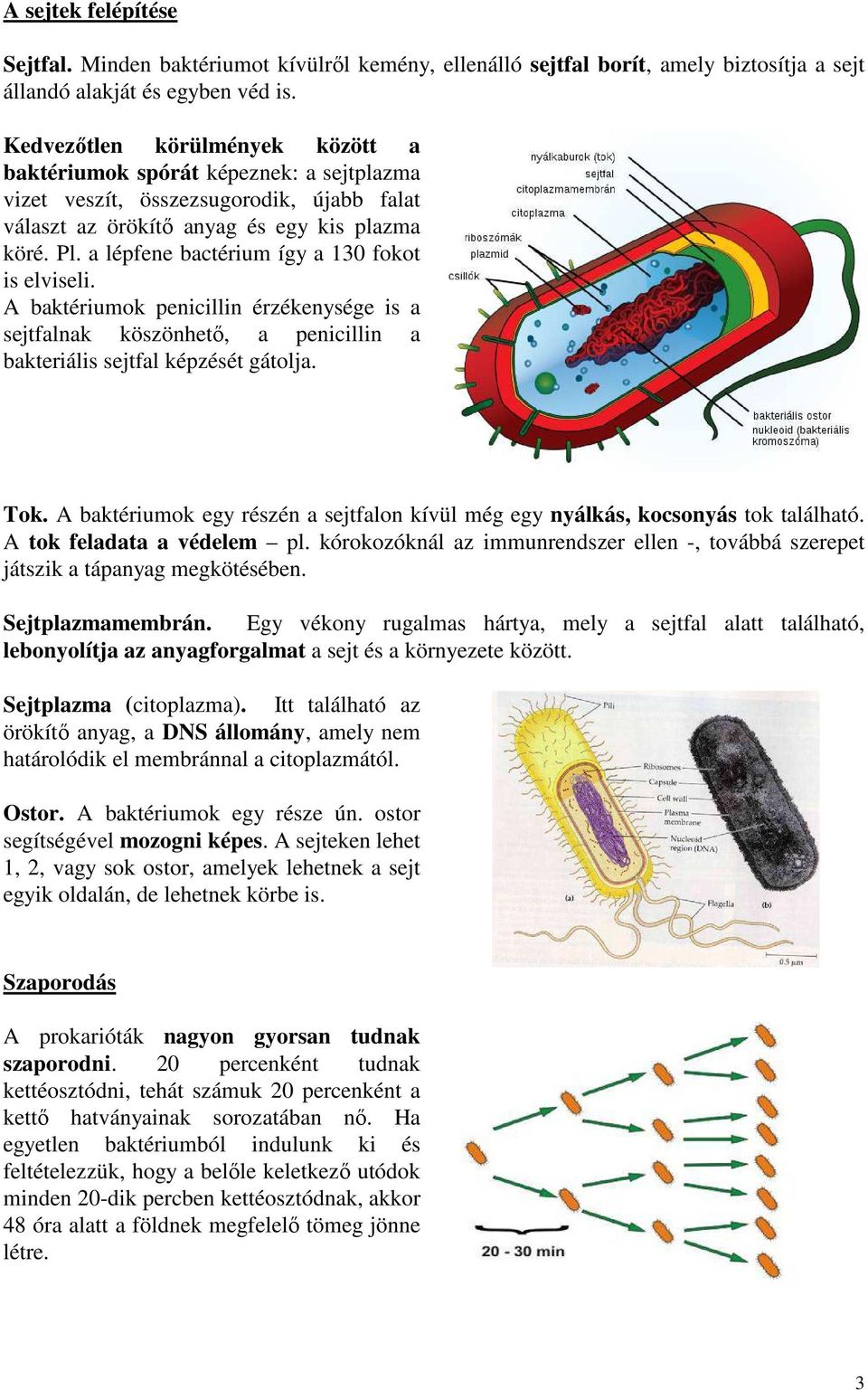 a lépfene bactérium így a 130 fokot is elviseli. A baktériumok penicillin érzékenysége is a sejtfalnak köszönhető, a penicillin a bakteriális sejtfal képzését gátolja. Tok.