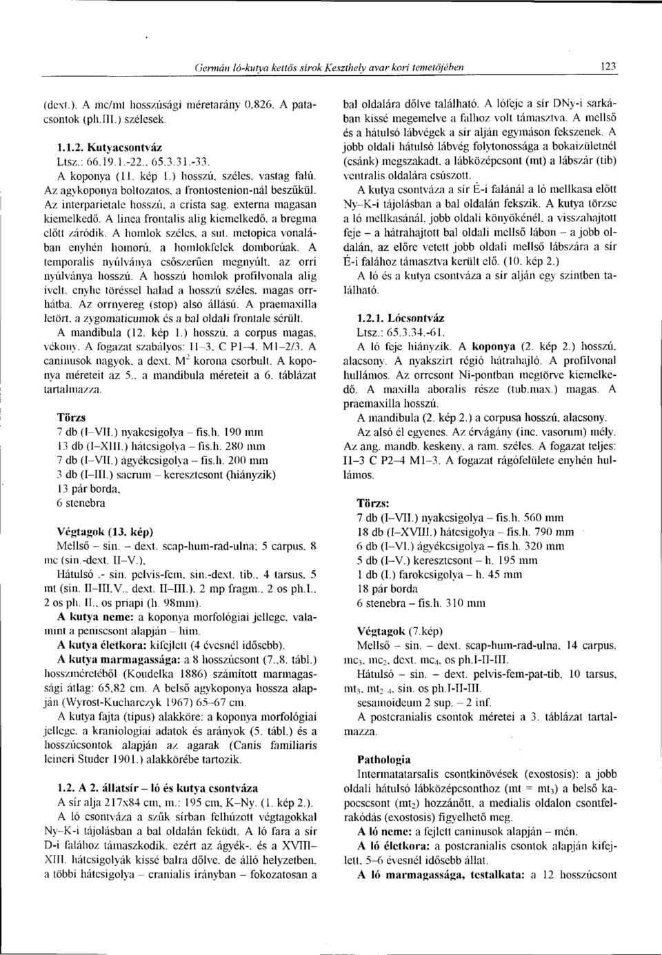 A linea frontalis alig kiemelkedő, a bregma előtt záródik. A homlok széles, a sut. metopica vonalában enyhén homorú, a homlokfelck domborúak.