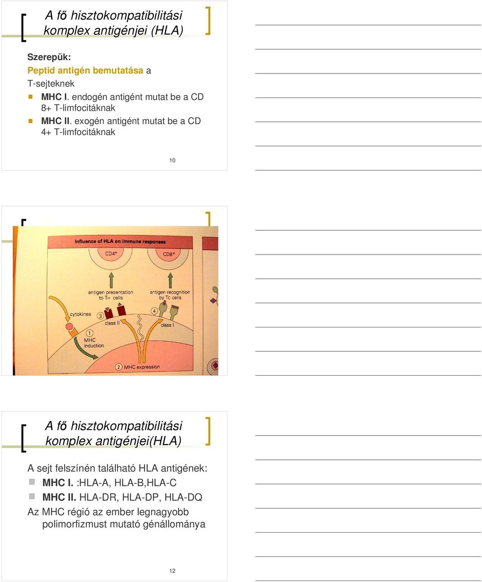 exogén antigént mutat be a CD 4+ T-limfocitáknak 10 MHC antigének szerepe Vázlat hozzáadásához kattintson ide 11 A fı