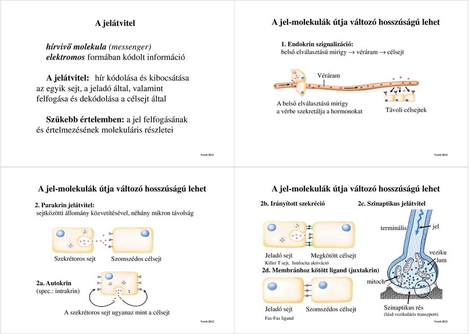 értelemben: a jel felfogásának és értelmezésének molekuláris részletei Véráram A belső elválasztású mirigy a vérbe szekretálja a hormonokat Távoli célsejtek A jel-molekulák útja változó hosszúságú