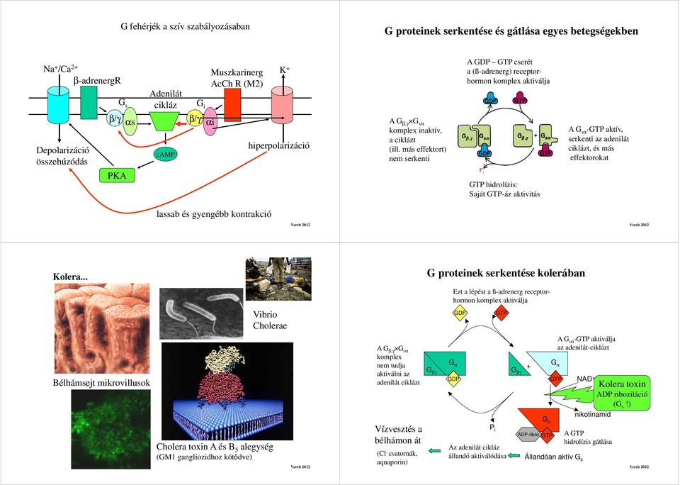 más effektort) nem serkenti hidrolízis: Saját -áz aktivitás A G sα - aktív, serkenti az adenilát ciklázt, és más effektorokat lassab és gyengébb kontrakció Kolera.