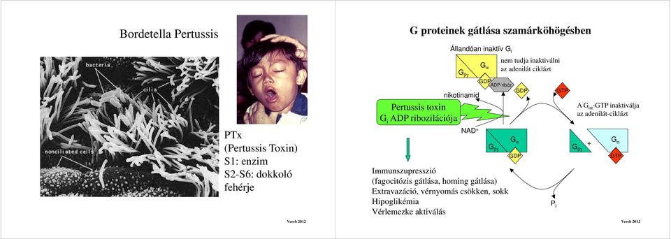 adenilát-ciklázt PTx (Pertussis Toxin) S1: enzim S2-S6: dokkoló fehérje NAD + Immunszupresszió