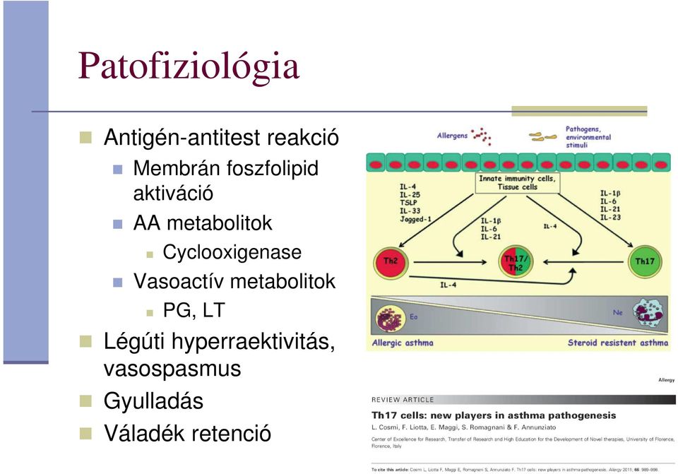 Cyclooxigenase Vasoactív metabolitok PG, LT