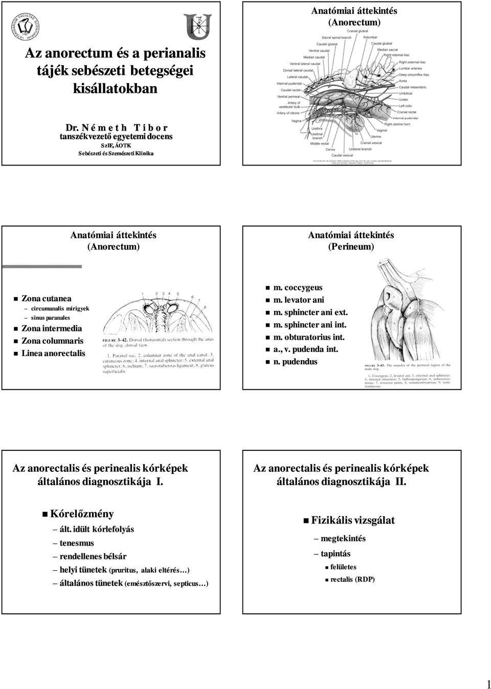 sinus paranales Zona intermedia Zona columnaris Linea anorectalis m. coccygeus m. levator ani m. sphincter ani ext. m. sphincter ani int. m. obturatorius int. a., v. pudenda int. n.