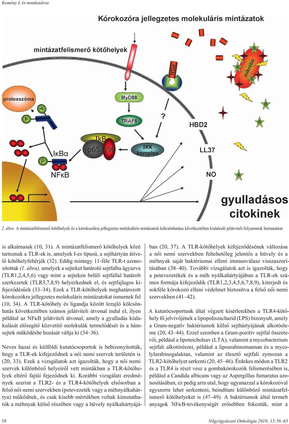 A mintázatfelismerô kötôhelyek közé tartoznak a TLR-ek is, amelyek I-es típusú, a sejthártyán át ívelô kötô hely fe hér jék (32). Eddig mintegy 11-féle TLR-t azonosítottak (1.