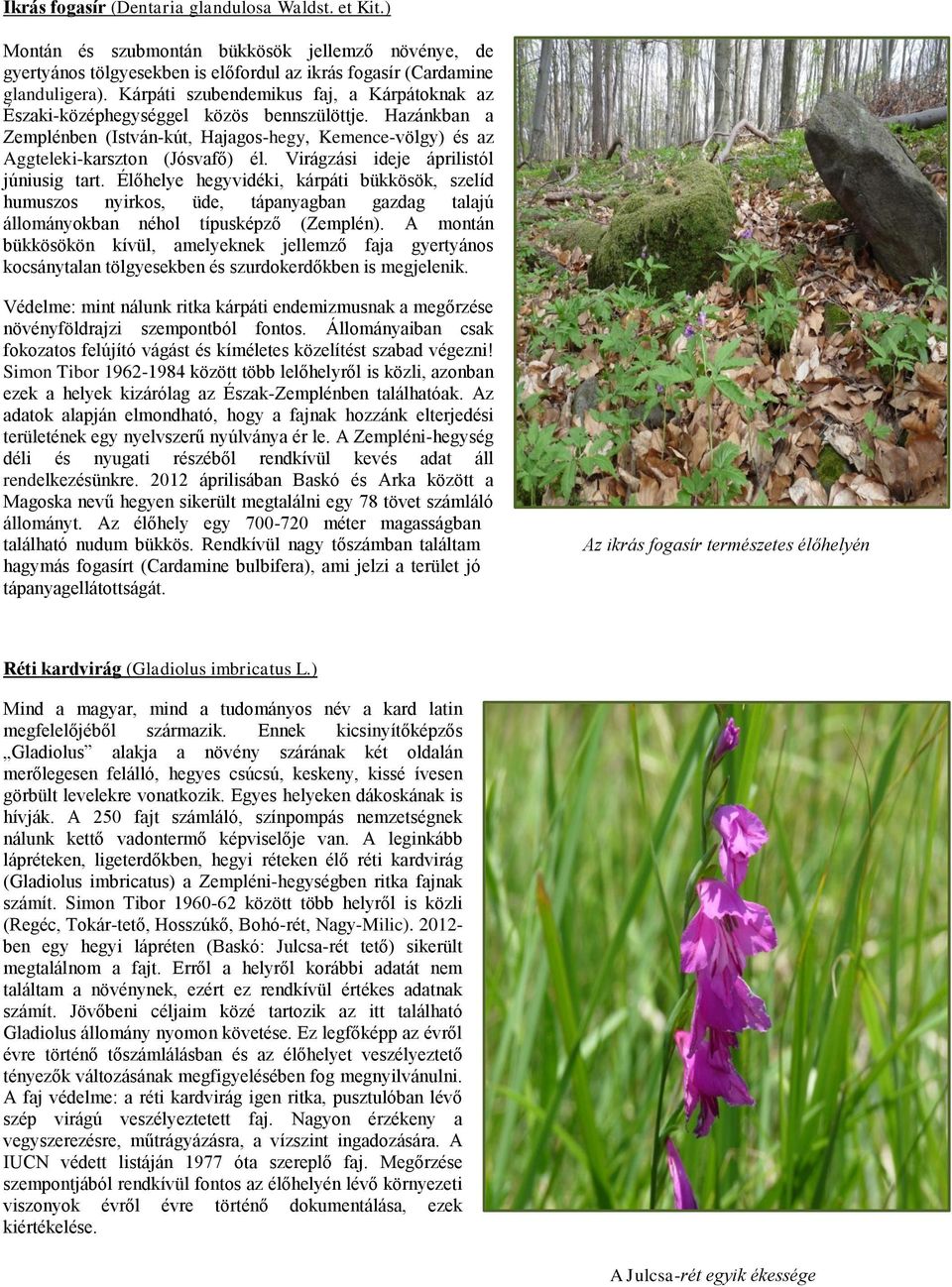 Virágzási ideje áprilistól júniusig tart. Élőhelye hegyvidéki, kárpáti bükkösök, szelíd humuszos nyirkos, üde, tápanyagban gazdag talajú állományokban néhol típusképző (Zemplén).