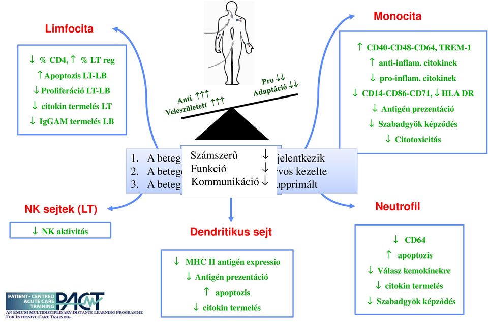 A beteg krónikusan immunszupprimált Dendritikus sejt MHC II antigén expressio Antigén prezentáció apoptozis citokin termelés Monocita CD40-CD48-CD64, TREM-1