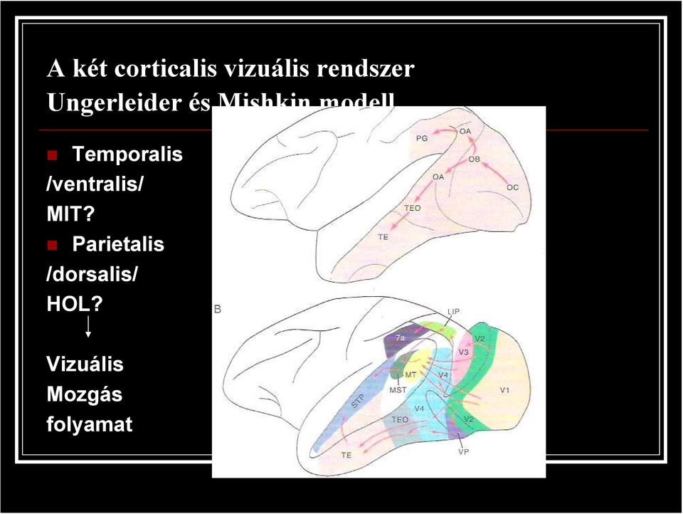 Temporalis /ventralis/ MIT?