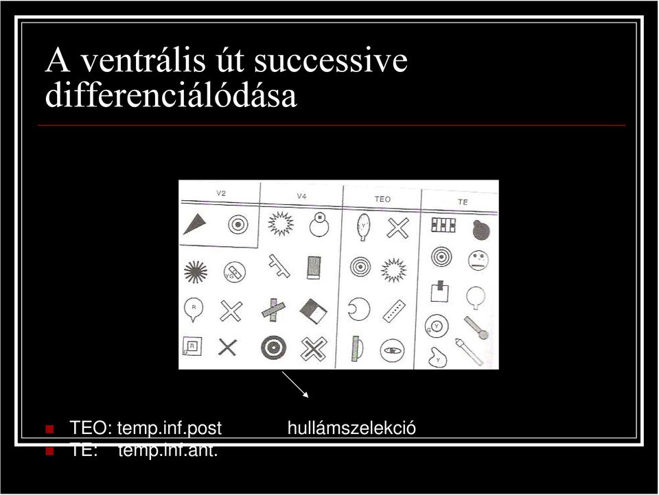 differenciálódása TEO: