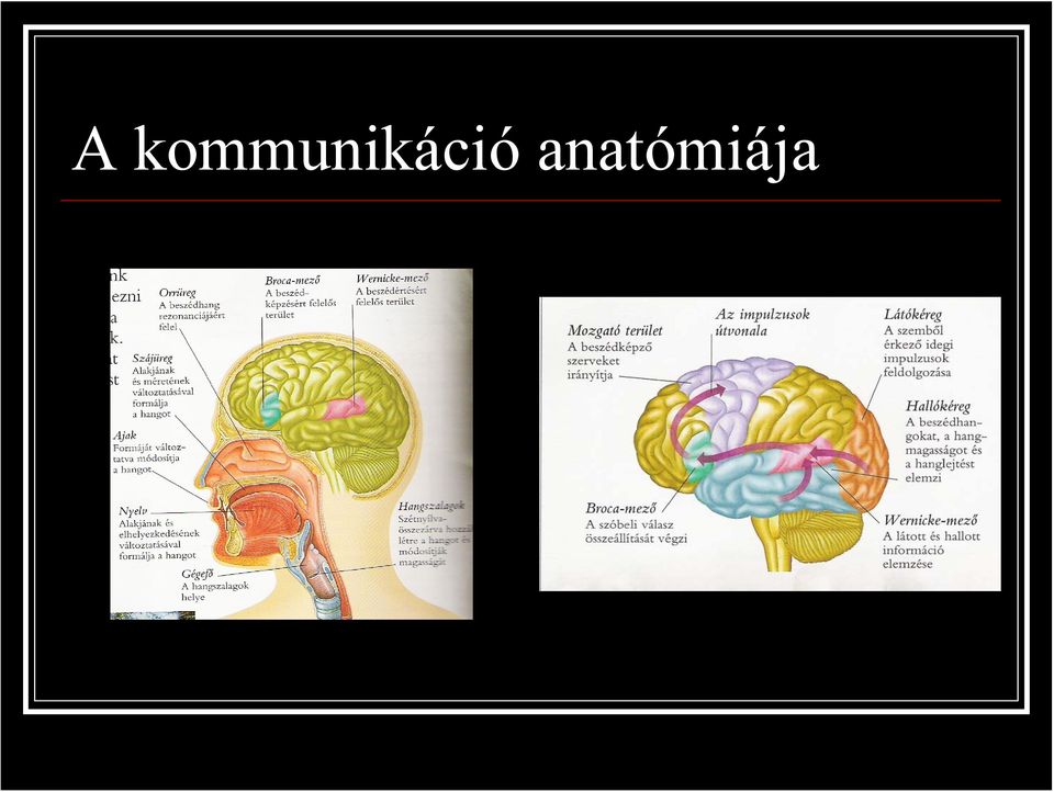 Az afázia neurológiai megközelítése. Mooréhné Szikszai Klára Dr Horváth  Szabolcs - PDF Ingyenes letöltés