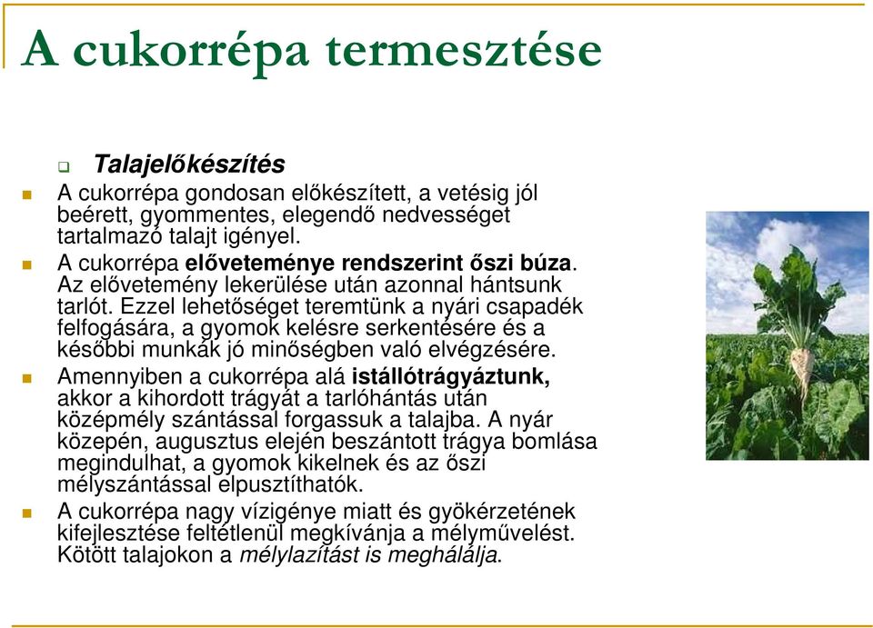 Amennyiben a cukorrépa alá istállótrágyáztunk, akkor a kihordott trágyát a tarlóhántás után középmély szántással forgassuk a talajba.