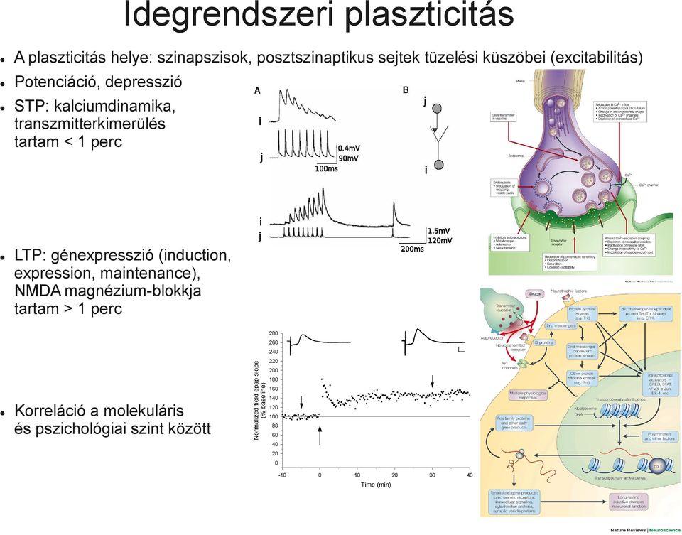 transzmitterkimerülés tartam < 1 perc LTP: génexpresszió (induction, expression,