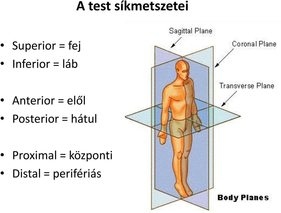 elől Posterior = hátul