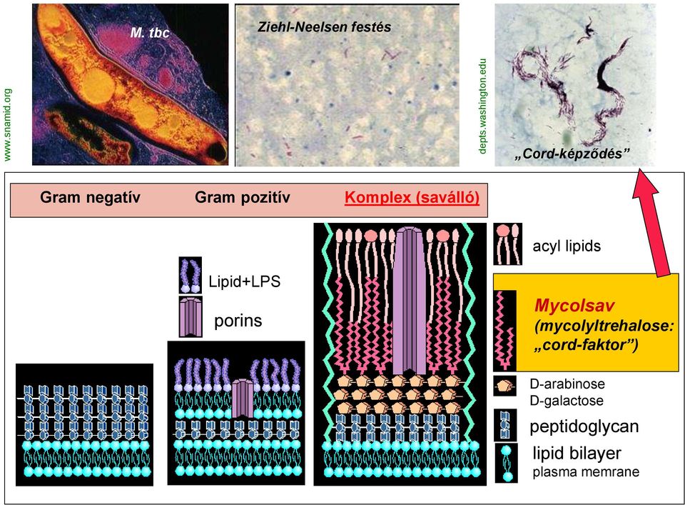 Komplex (saválló) acyl lipids Lipid+LPS porins Mycolsav