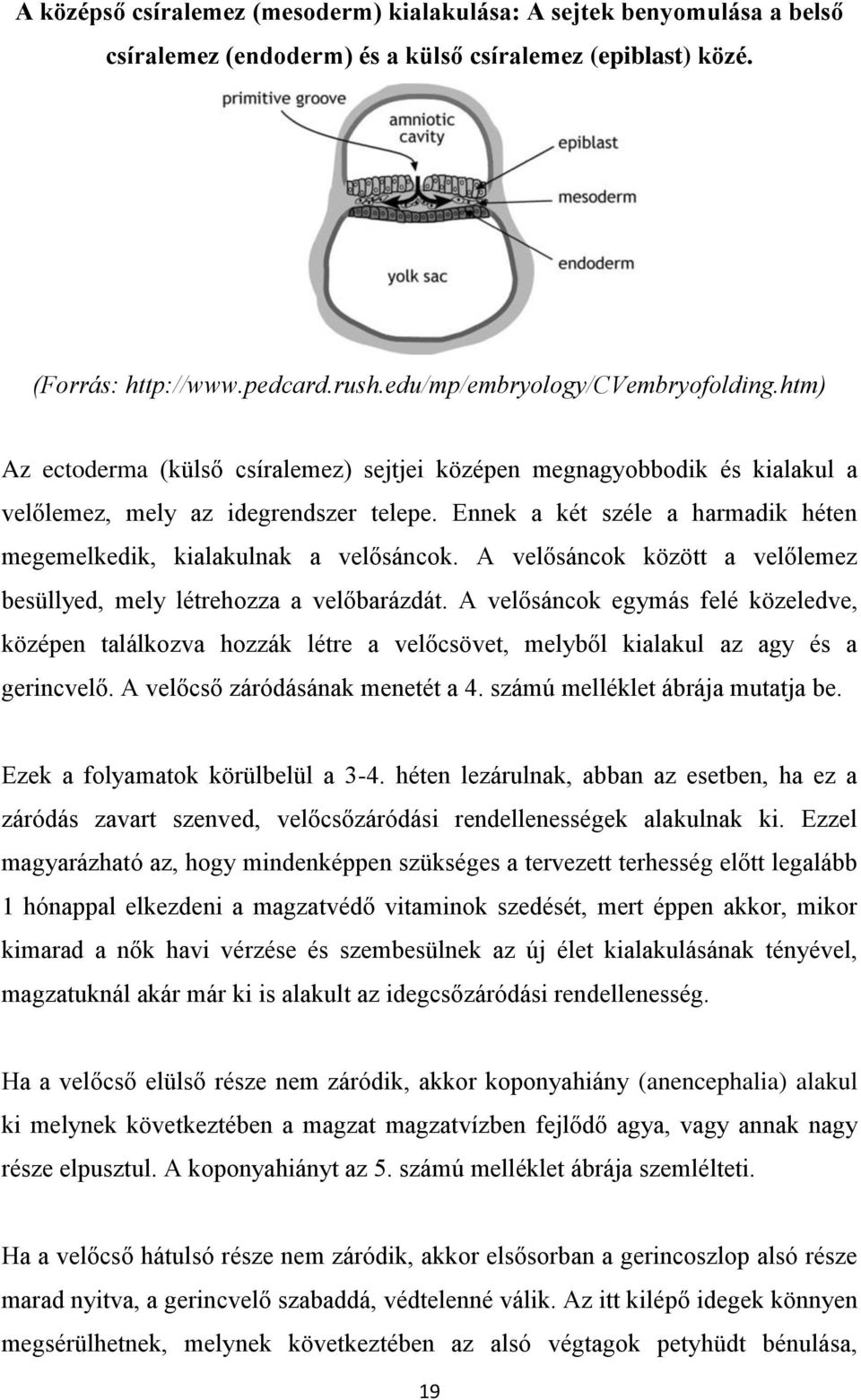 Ennek a két széle a harmadik héten megemelkedik, kialakulnak a velősáncok. A velősáncok között a velőlemez besüllyed, mely létrehozza a velőbarázdát.