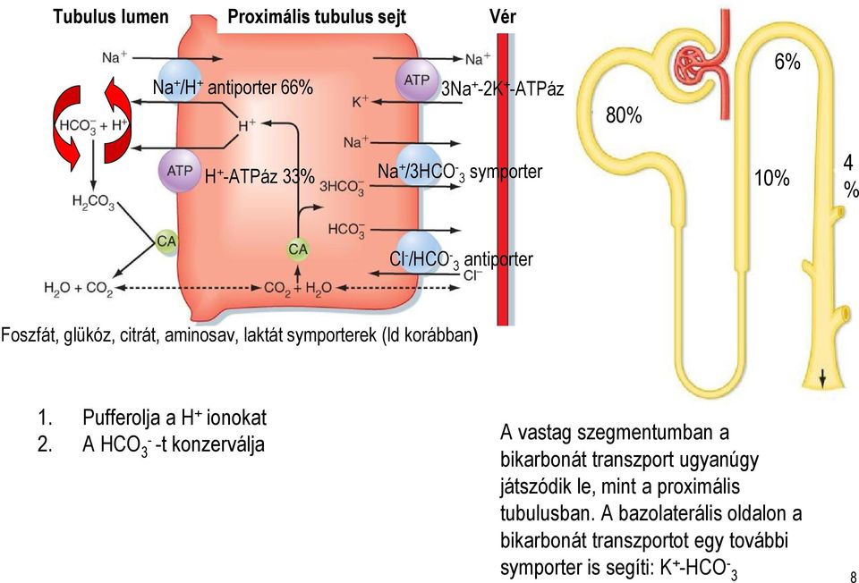 Pufferolja a H + ionokat 2.