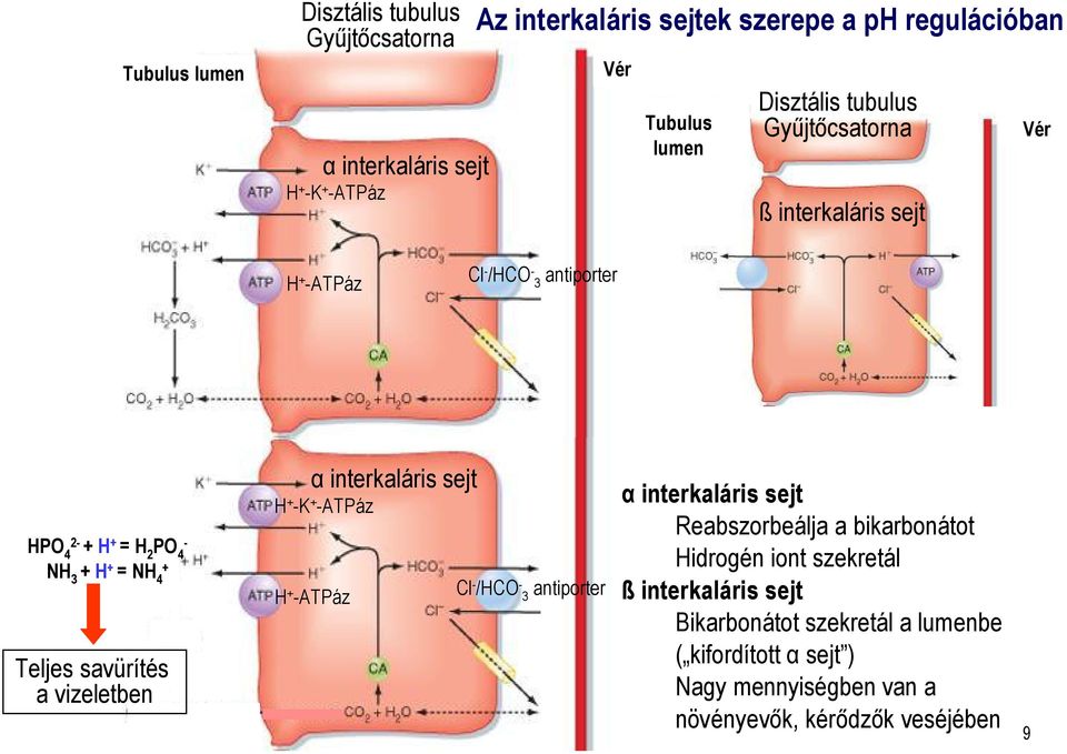 savürítés a vizeletben α interkalárissejt H + -K + -ATPáz H + -ATPáz Cl - /HCO - 3 antiporter α interkaláris sejt Reabszorbeálja a bikarbonátot