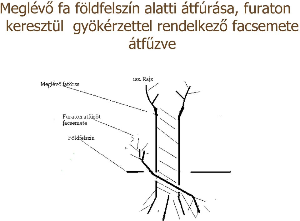 keresztül gyökérzettel