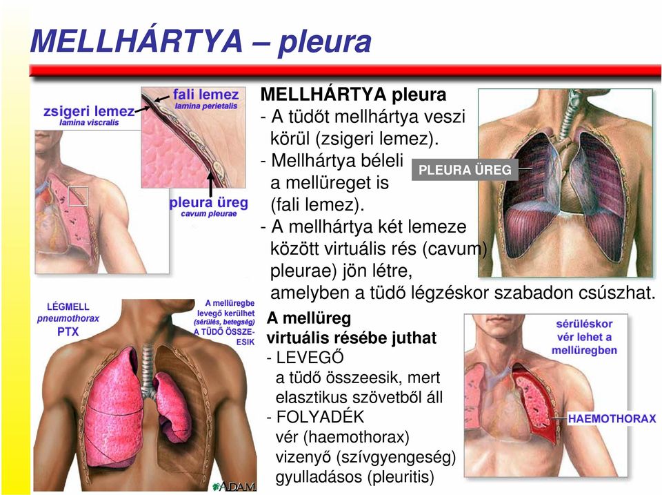 - A mellhártya két lemeze között virtuális rés (cavum) pleurae) jön létre, amelyben a tüdı légzéskor