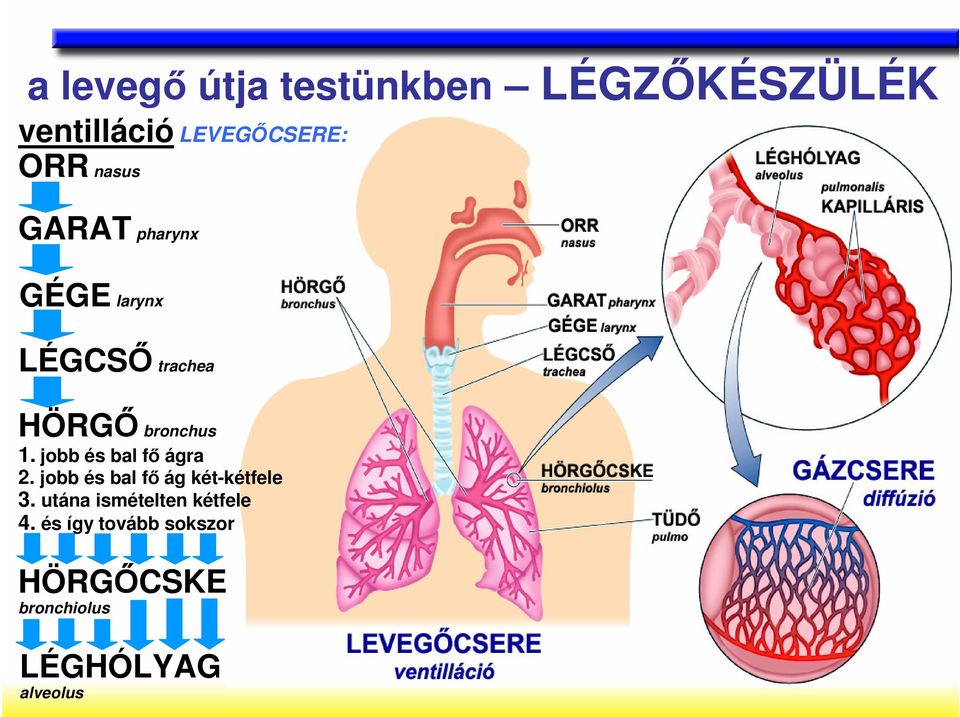 jobb és bal fı ágra 2. jobb és bal fı ág két-kétfele 3.