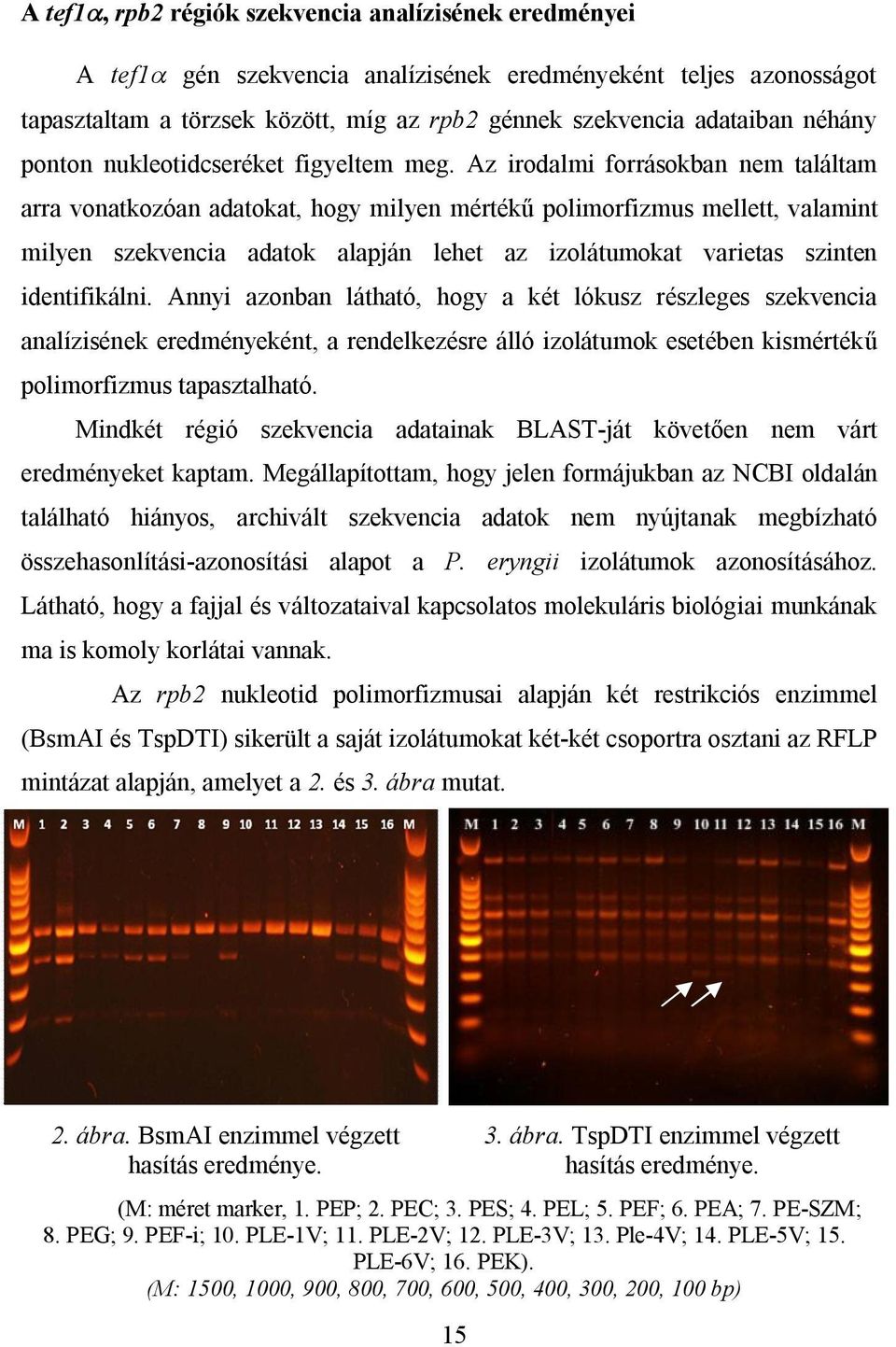 Az irodalmi forrásokban nem találtam arra vonatkozóan adatokat, hogy milyen mértékű polimorfizmus mellett, valamint milyen szekvencia adatok alapján lehet az izolátumokat varietas szinten