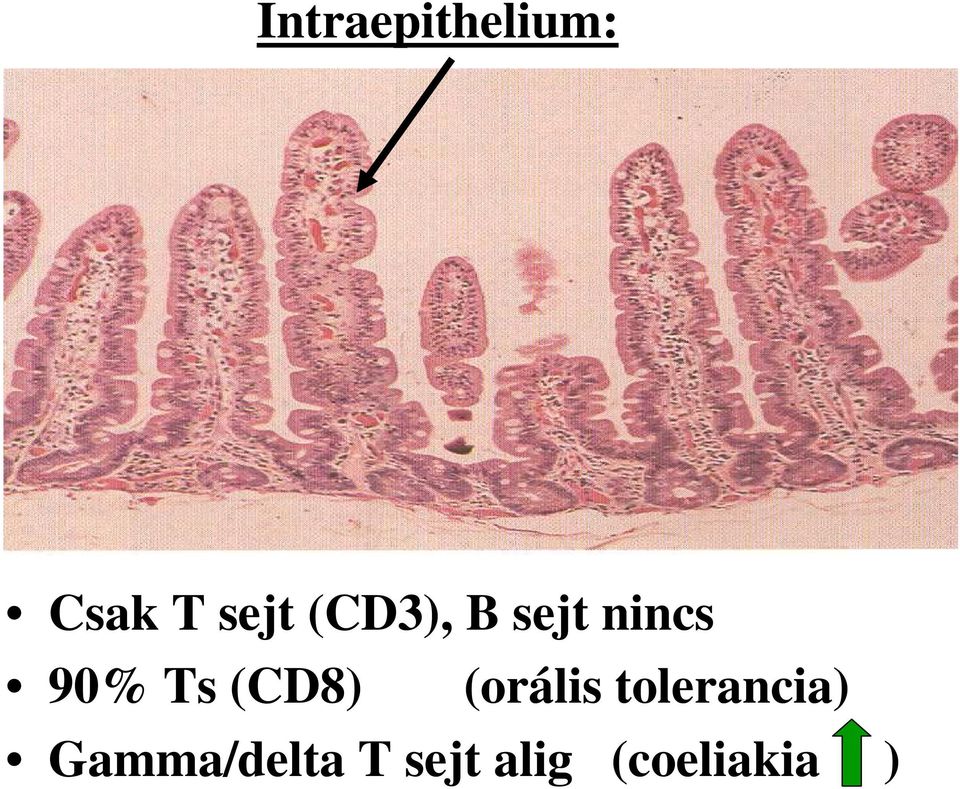 (CD8) (orális tolerancia)