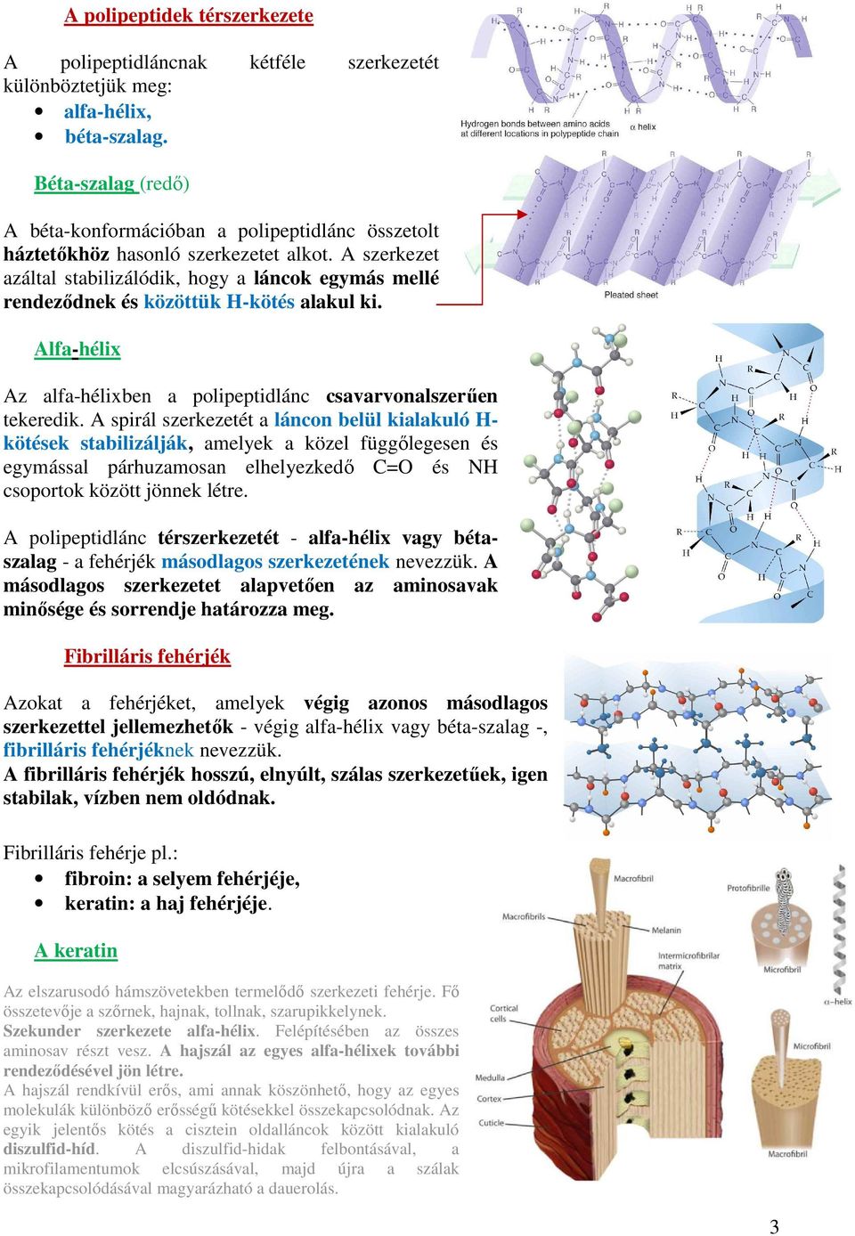 A szerkezet azáltal stabilizálódik, hogy a láncok egymás mellé rendeződnek és közöttük H-kötés alakul ki. Alfa-hélix Az alfa-hélixben a polipeptidlánc csavarvonalszerűen tekeredik.